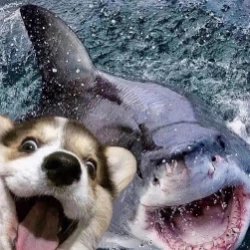 Shark Breeder profile pic